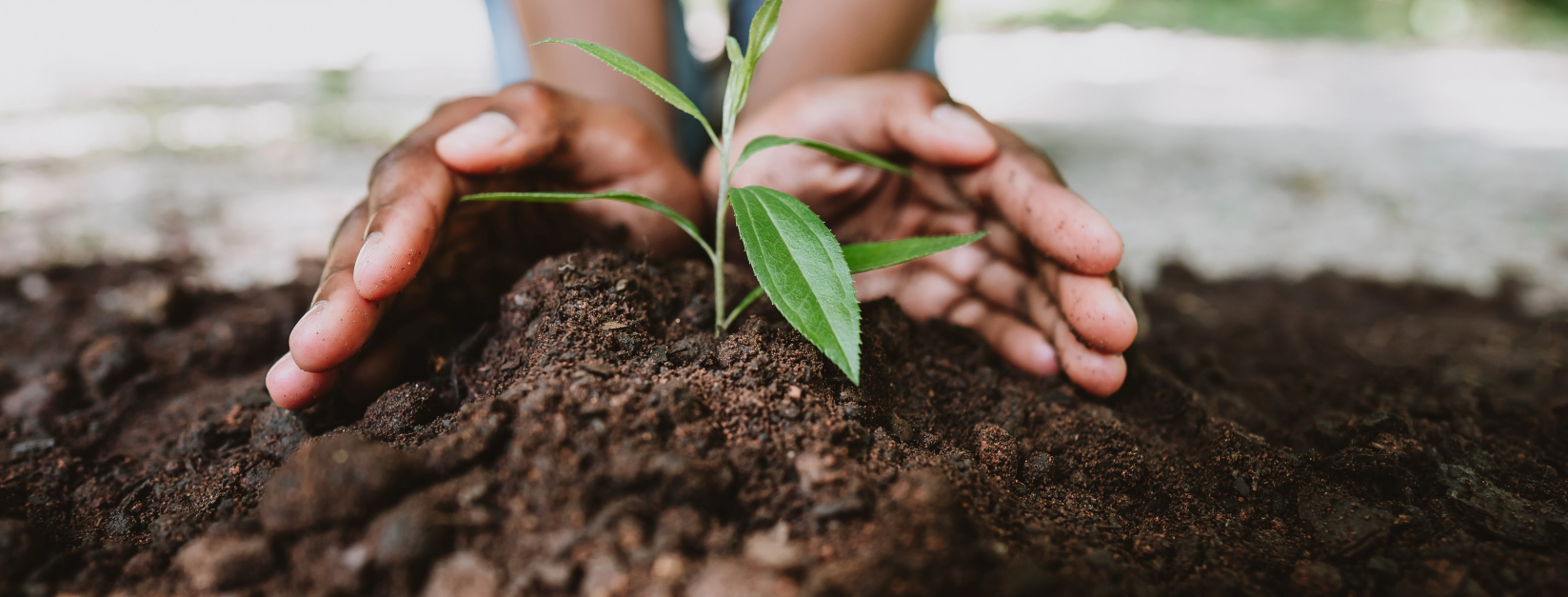 pope francis encyclical on the environment